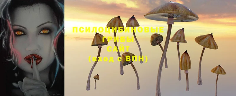 Псилоцибиновые грибы Psilocybine cubensis Каневская